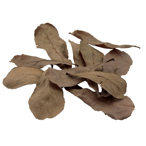 Feuilles Betta d’amandier des Indes, paquet de 10 on Sale