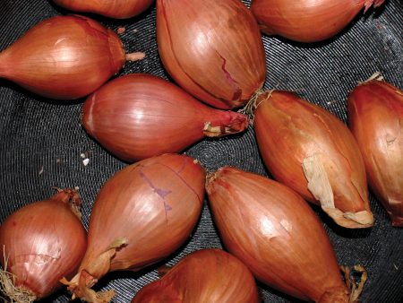 Ty Segall - Fried Shallots LP Discount