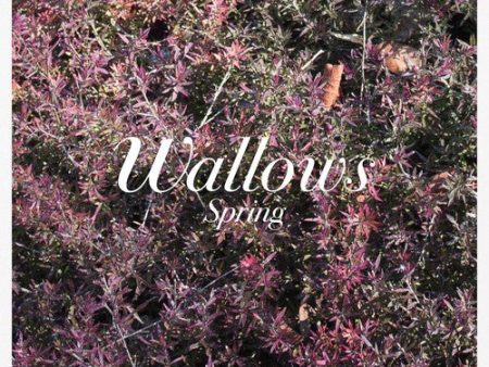 Wallows - Spring LP Fashion