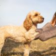 Bamboo Drying Mitts in Mole by Lords & Labradors Online