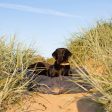 Bamboo Drying Cushion Cover in Navy by Lords & Labradors Cheap