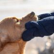 Bamboo Drying Mitts in Navy by Lords & Labradors For Sale