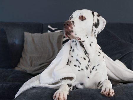 Dog & Puppy Blanket in Bouclé by Lords & Labradors Cheap