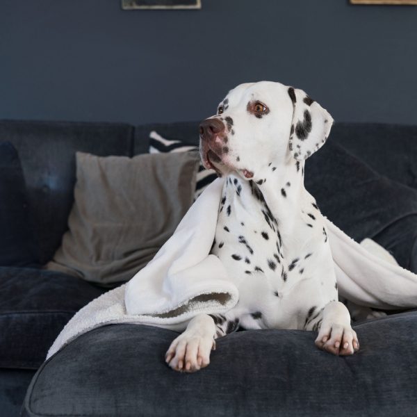 Dog & Puppy Blanket in Bouclé by Lords & Labradors Cheap