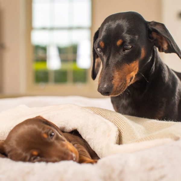 Puppy Scent Blanket in Herringbone Tweed by Lords & Labradors Supply