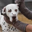 Bamboo Drying Mitts in Mole by Lords & Labradors Online