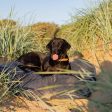 Bamboo Drying Cushion Cover in Navy by Lords & Labradors Cheap