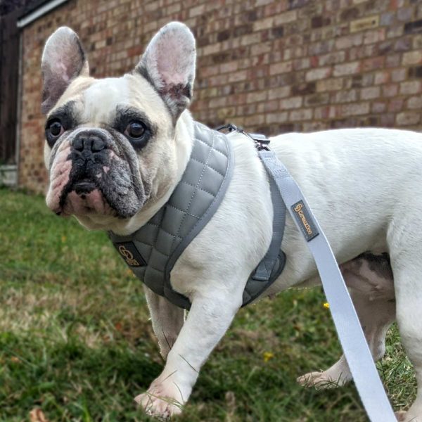 CatwalkDog Grey Paris Quilted Harness Online now