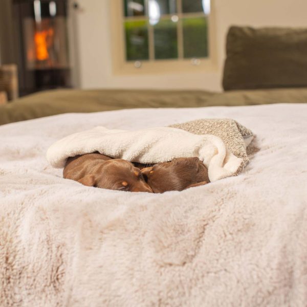 Puppy Scent Blanket in Bouclé by Lords & Labradors For Cheap