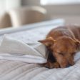 Puppy Scent Blanket in Herringbone Tweed by Lords & Labradors Supply