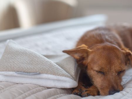 Puppy Scent Blanket in Herringbone Tweed by Lords & Labradors Supply