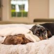 Puppy Scent Blanket in Herringbone Tweed by Lords & Labradors Supply